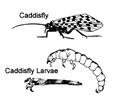 OrderTrichoptera_3