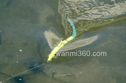 是megabass还是imakatsu?!imakatsu 2024新品介绍2_7