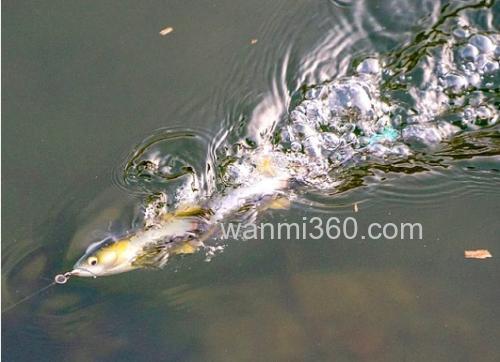 Imakatsu 十年磨一剑!超级抽象水面扰流 UMA死亡之卷_2