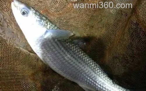 鲻鱼_1