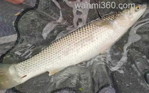 鲻鱼_2