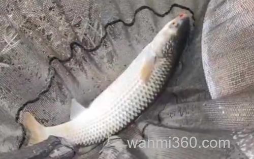 鲻鱼_1