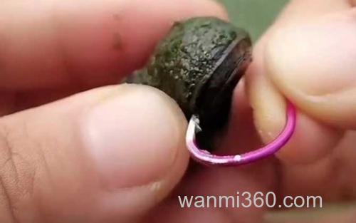 螺蛳钓鱼_0