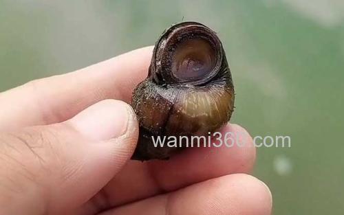 螺蛳钓鱼_4