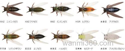 昆虫大餐之诱 Jackson 生蝉NAMAZEMI_1