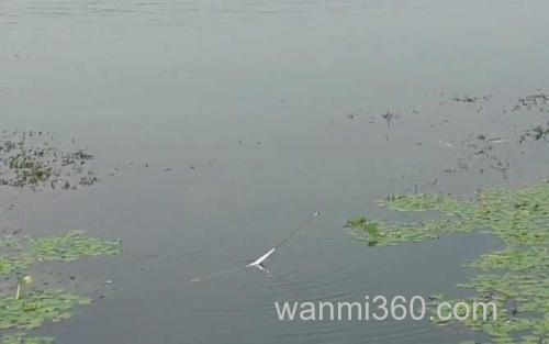 滑漂钓鱼_0