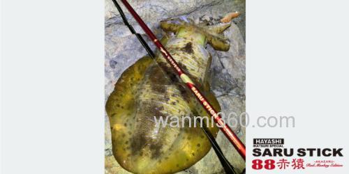 新品追加 HAYASHI SARUSTICK(餌木猿)88赤猿 饵木鱿鱼竿_3