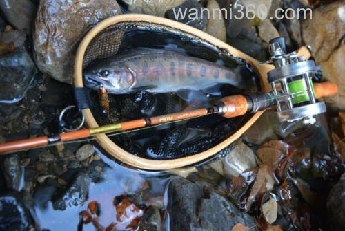 古风 Abu Garcia CONOLON 泛用鳟鱼竿_3