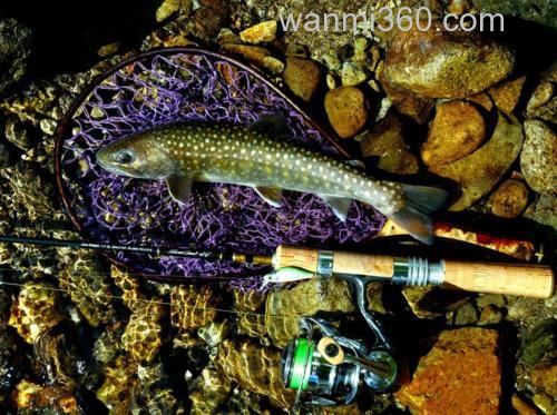 传统与创新齐头并进 2024 银溪DAIWA Silver Creek Trad 鳟鱼竿_2