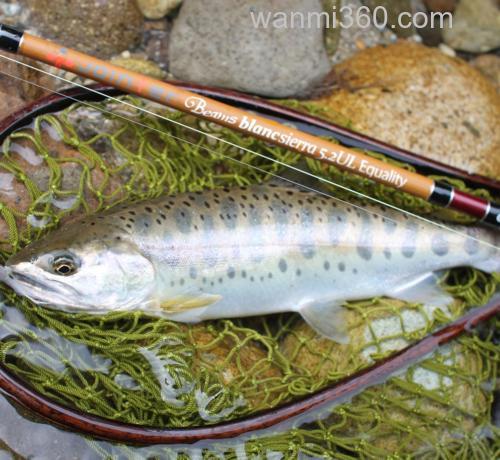 联名纪念款式!Jointer×Fishman Beams blancsierra Equality鳟鱼竿_0