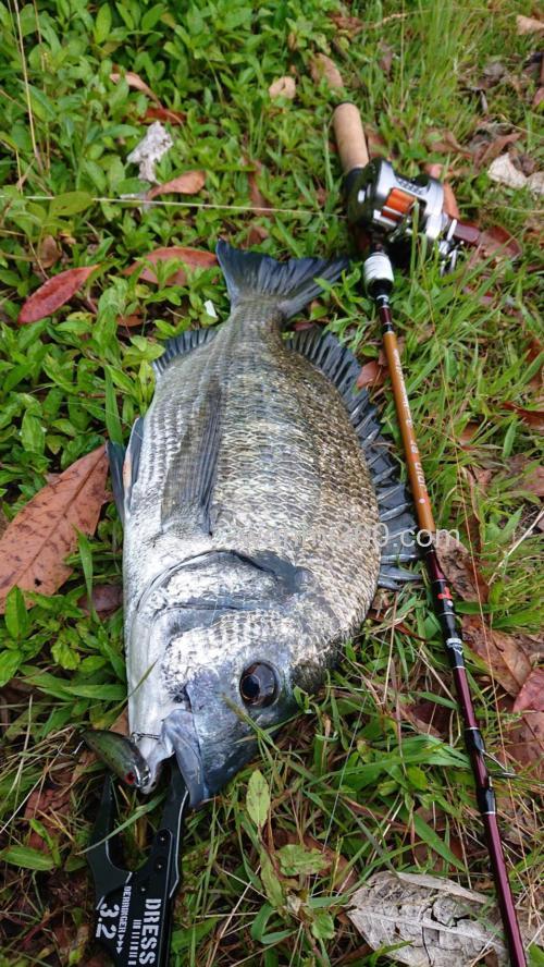 联名纪念款式!Jointer×Fishman Beams blancsierra Equality鳟鱼竿_4