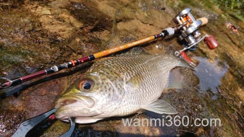 联名纪念款式!Jointer×Fishman Beams blancsierra Equality鳟鱼竿_5