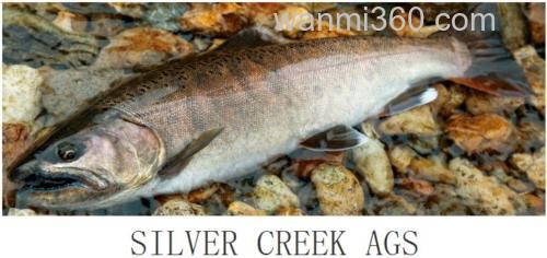 山川溪流通吃 DAIWA SILVER CREEK AGS 鳟鱼竿_0