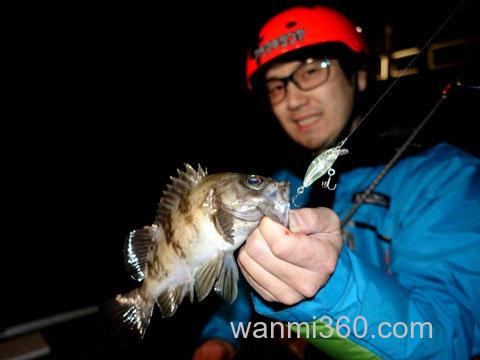 根系专属小玩物 Megabass BEAGLE_0