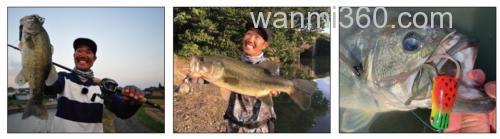 易吃小蛙 DAIWA STEEZ CHIQUITA FROG_2