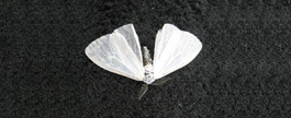 仿生诱惑 BaitBreath BJ-BUG_1