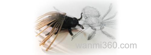 仿生诱惑 BaitBreath BJ-BUG_2