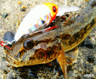 虾虎鱼专攻 Yamaria POCKETS Crankbait_2