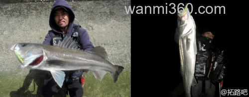 浅场鲈攻 MEGABASS X-80SW Shallow_1
