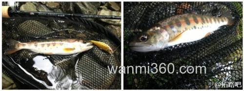 山溪应对 ABU GARCIA 2017 Troutin Marquis Nano 鳟鱼竿_3
