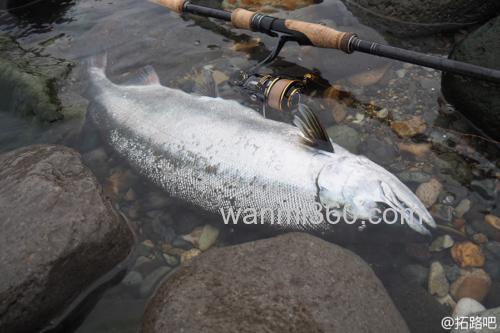 大鲑应对 AbuGarcia Salty Style Northern Custom 大鳟鱼竿_4