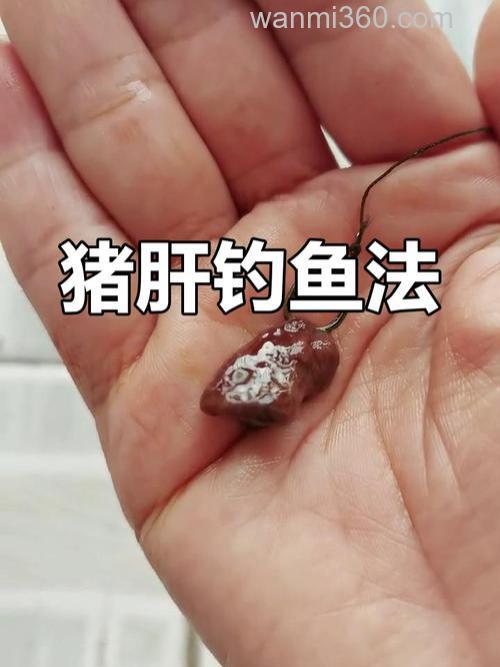 猪肝海钓挂钩打窝技巧 钓真鲷黑鲷石斑必备