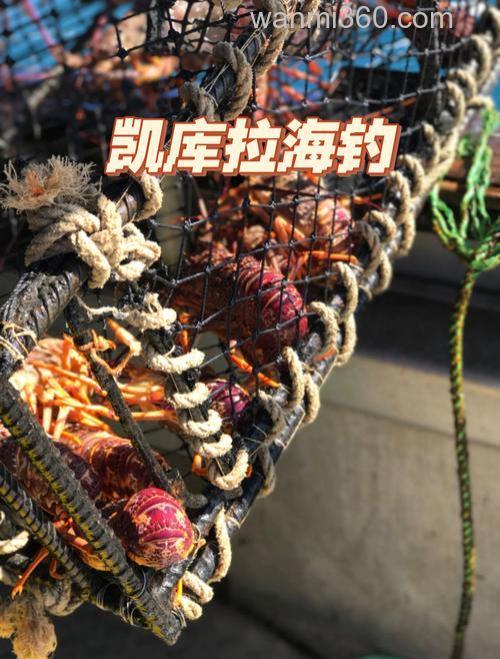 新西兰海钓技巧:本地人都在用的钓点选择与装备搭配攻略