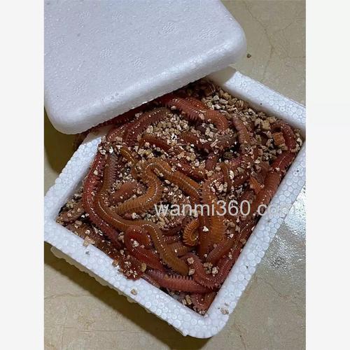 休斯敦海钓什么鱼最多?新手近海活饵假饵全攻略