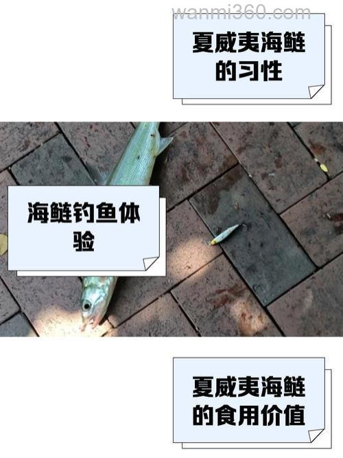 夏威夷海钓技巧:掌握潮汐与鱼种习性,渔获翻倍