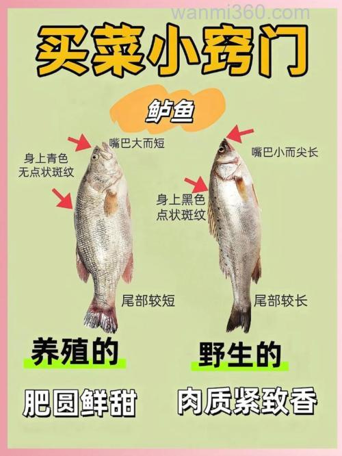 海钓刺穿技巧教学:高效处理渔获,提升鱼肉品质