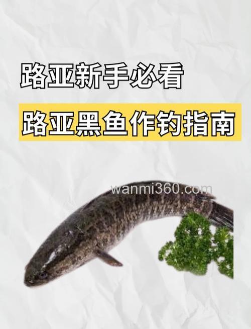金秋时节钓黑鱼的4个实用技巧