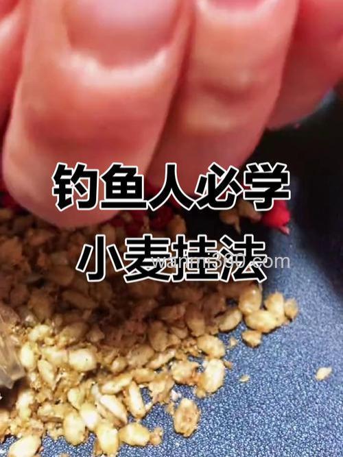 麦子钓鲫鱼技巧:避开小鱼专攻大鲫鱼,野钓必学省钱妙招