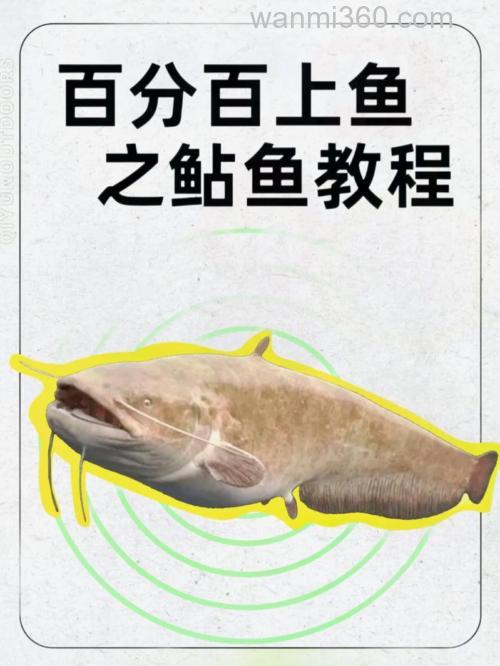 养殖鲶的特点与垂钓全攻略