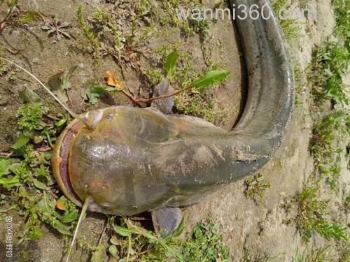 什么时间段最合适野钓江河鲶鱼