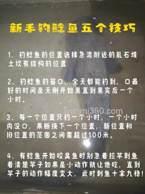 活饵钓大鲶鱼的钓点选择和垂钓技巧