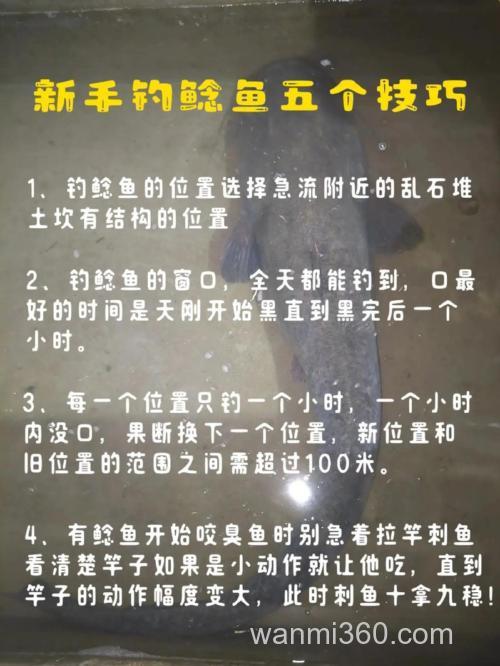 钓鱼人要会用的白条饵钓鲶鱼技巧