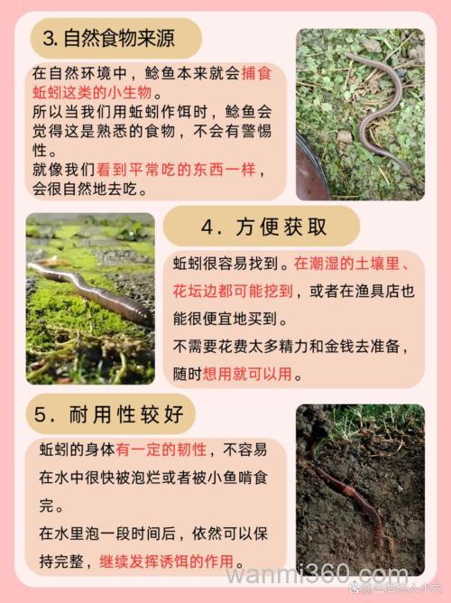 秋季钓鲶鱼选什么饵用什么钓具?