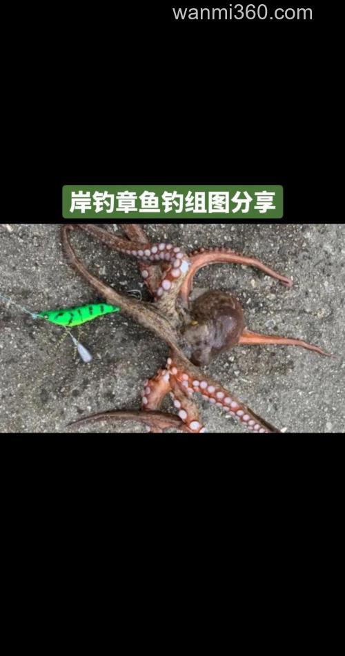 海边钓章鱼全攻略:看藏身处、挑对饵料装备,搞定这个聪明的对手