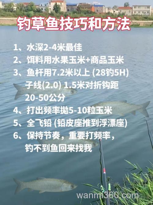手竿搓饵垂钓草鱼技巧
