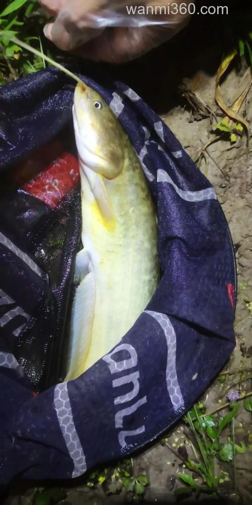 清明前后夜钓黄鲶鱼:选饵打窝找钓点,三个关键渔获翻倍
