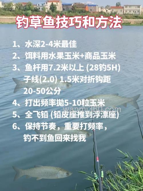 秋季水库手竿垂钓草鱼技巧