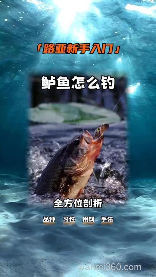 野钓台钓鲈鱼有啥技巧?这些方法助你轻松钓获