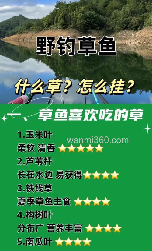 使用青草专钓大草鱼的技巧