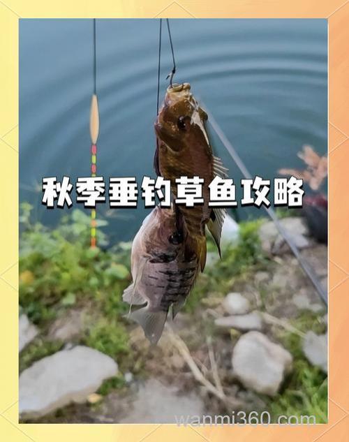了解冬季钓草鱼最全的技巧大全(上)