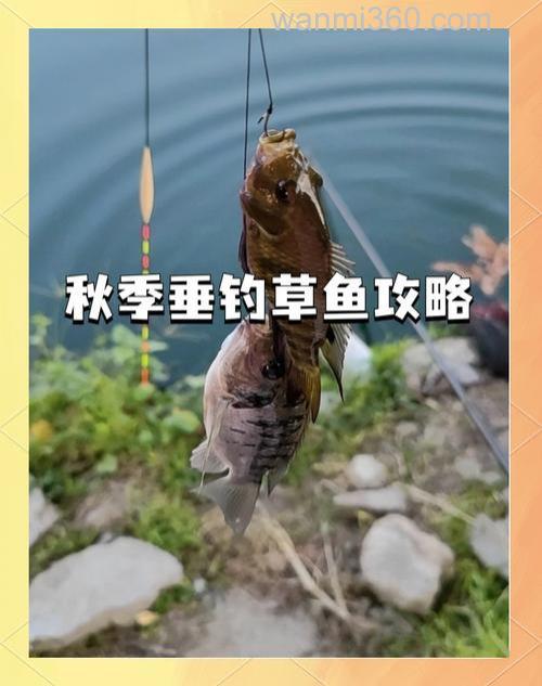 了解冬季钓草鱼最全的技巧大全(下)