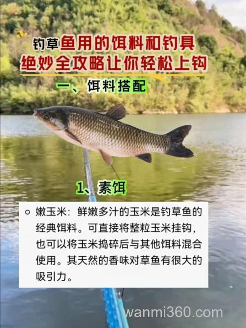 夏季钓草鱼技巧与饵料使用思路