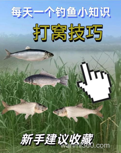 我的夏季钓草鱼打窝技巧