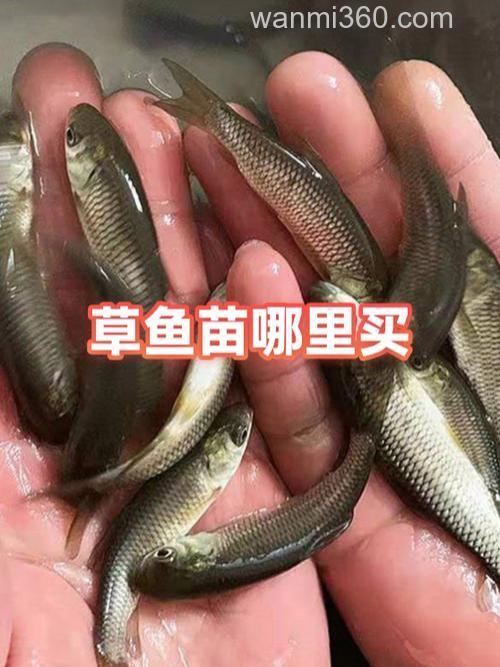 草鱼草鱼你别走开学会这5招等你来~
