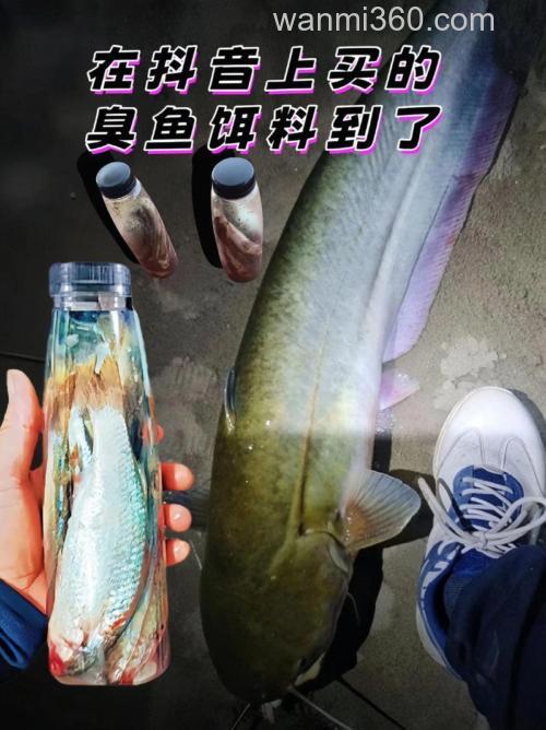 鲶鱼吃搓饵吗？