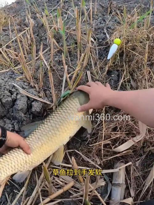 夏钓草鱼抛杆最好用这些技巧你真的学会了吗?